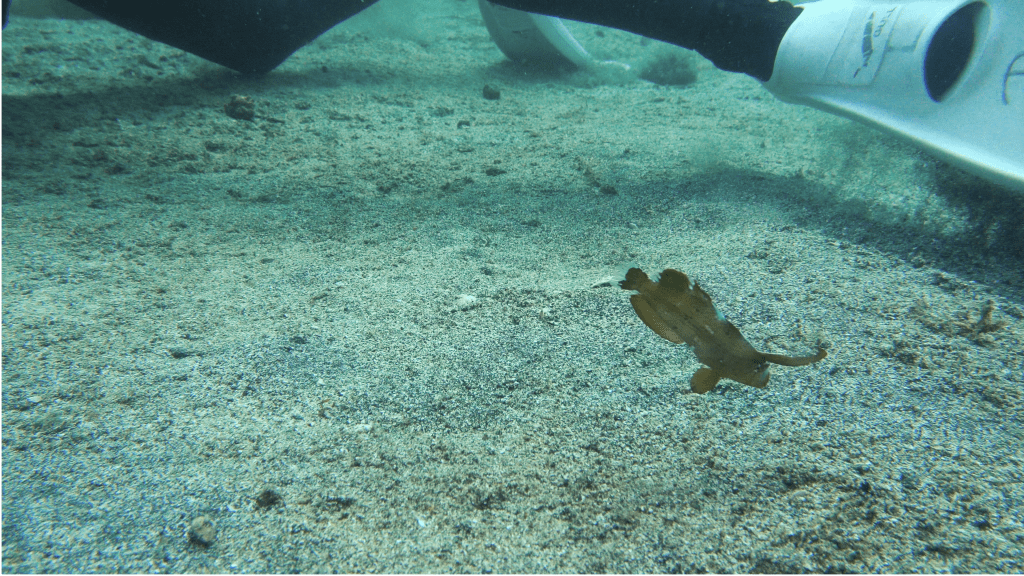 A juvenile peacock wrasse (Iniistius pavo) imitating a leaf.