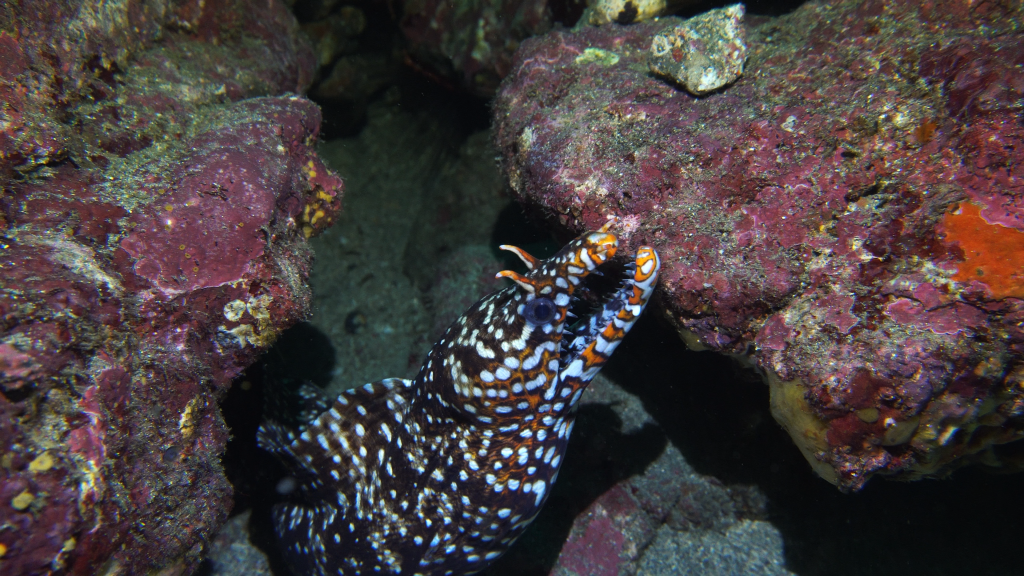 This image has an empty alt attribute; its file name is bizarre-japanese-sea-creatures.00_06_12_01.still063.png
A closeup of a dragon moray (Enchelycore pardalis) off the coast of Futo, a small fishing village on the Izu Peninsula in Japan.