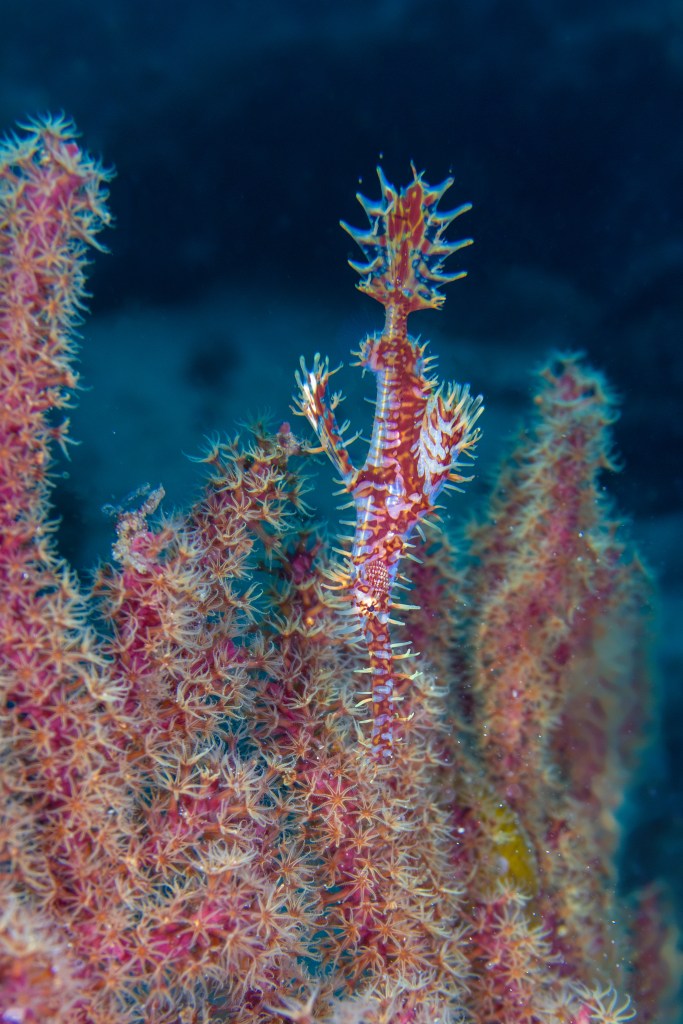 A juvenile peacock wrasse (Iniistius pavo) imitating a leaf.