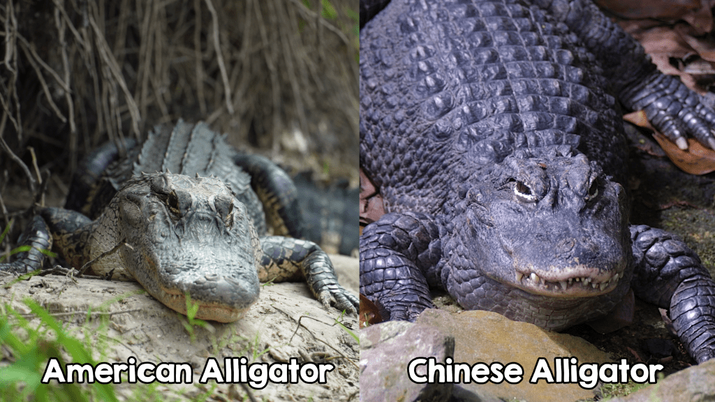 American Alligator and Chinese Alligator side-by-side.