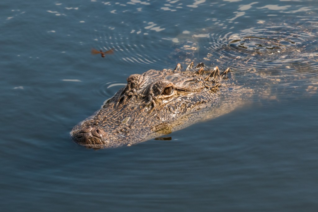 American alligator in Wilmington, North Carolina. Photo by me. Tidewater Teddy.