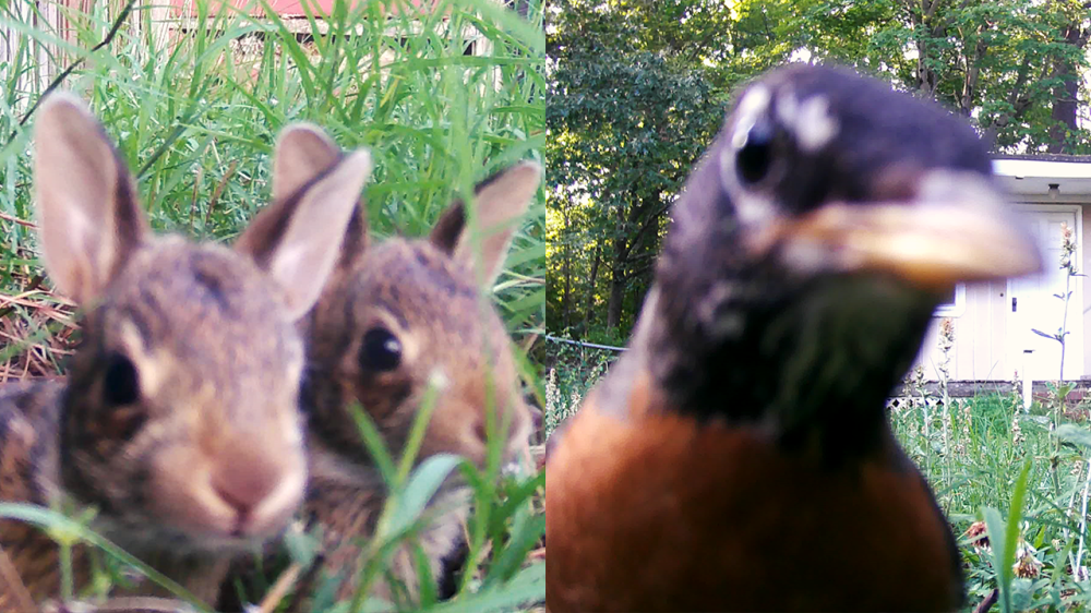 Backyard Zoo – Animals in Our Yard