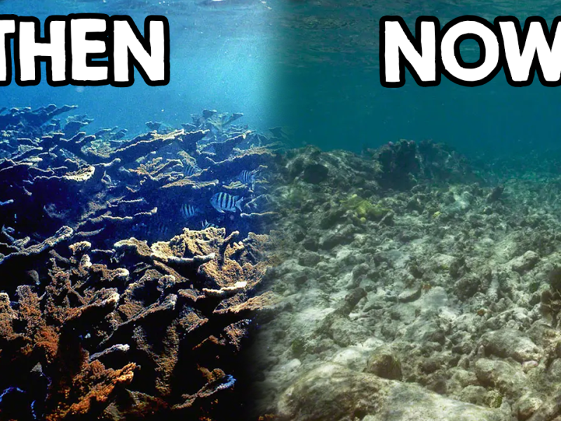 The Decline of Florida’s Coral Reefs