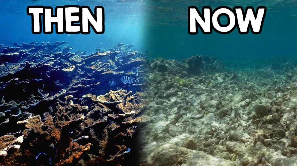 90% of Coral in the Florida Keys is Gone