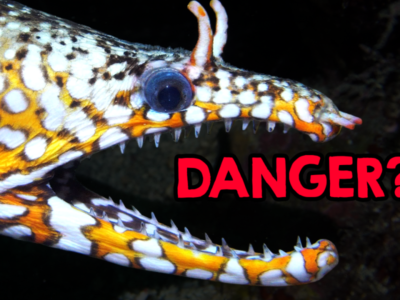 Are Moray Eels Dangerous?