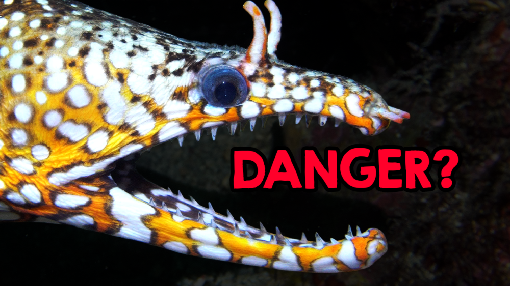 Are Moray Eels Dangerous?